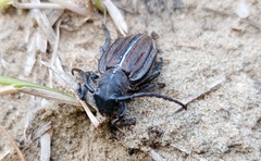 Dorcadion holosericeum