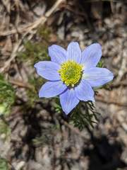 Anemone drummondii
