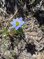 Anemone drummondii