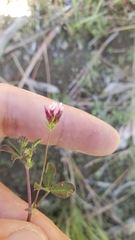 Trifolium variegatum geminiflorum