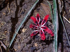Etlingera metriocheilos