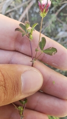 Trifolium variegatum geminiflorum