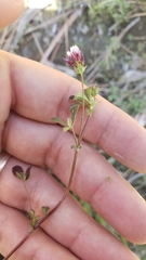 Trifolium variegatum geminiflorum