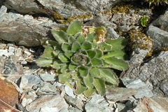 Pachycladon enysii