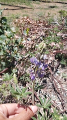 Lupinus albicaulis