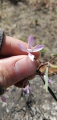 Clarkia modesta