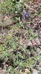 Lupinus albicaulis