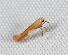 Caloptilia packardella