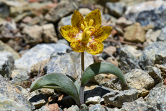 Fritillaria glauca