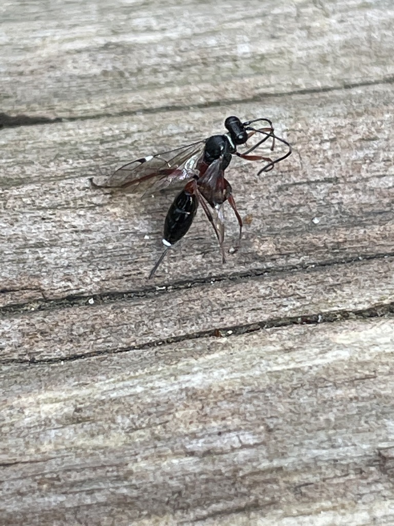 Ichneumonid Wasps from Melbourne VIC, Australia on May 18, 2021 at 01: ...
