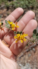 Acmispon decumbens