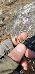 Clarkia modesta