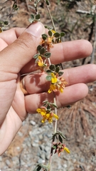 Acmispon decumbens