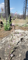Clarkia modesta