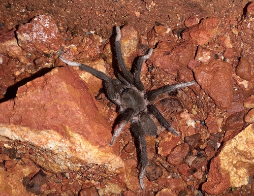 Annandaliella travancorica · iNaturalist