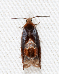 Ancylis muricana