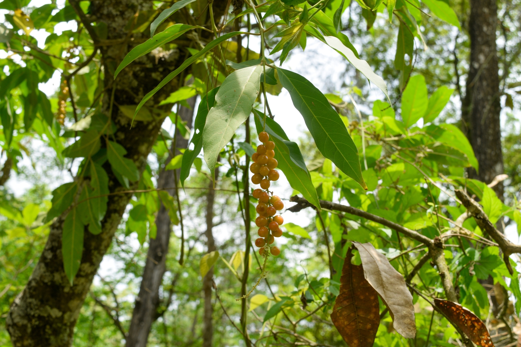 Foto de Citharexylum donnell-smithii Greenm.
