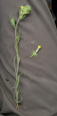 Castilleja lacera