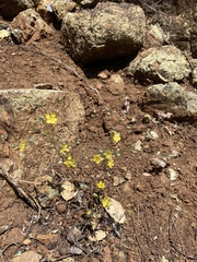 Hesperolinon breweri