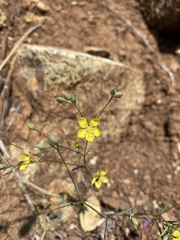 Hesperolinon breweri