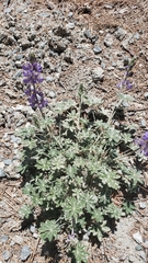 Lupinus grayi