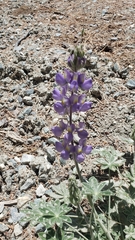 Lupinus grayi