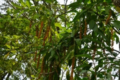 Citharexylum donnell-smithii