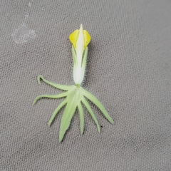 Castilleja lacera