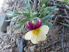 Viola hallii