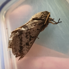 Oxycanus
