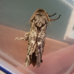 Oxycanus