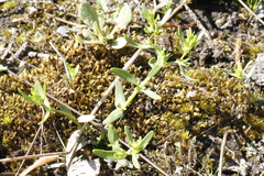 Plagiobothrys scouleri