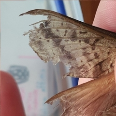 Oxycanus