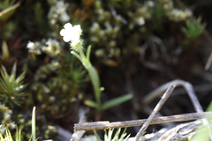 Plagiobothrys scouleri