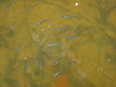 Oryzias javanicus