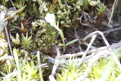 Plagiobothrys scouleri