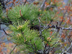 Pinus pungens
