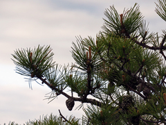 Pinus pungens