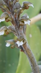 Sarcoglottis schaffneri