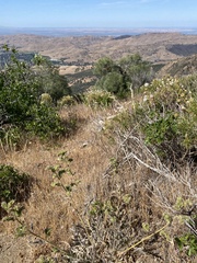 Phacelia imbricata imbricata