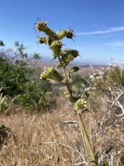 Phacelia imbricata imbricata
