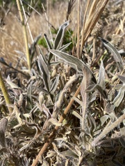 Phacelia imbricata imbricata