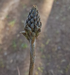 Sarcoglottis schaffneri