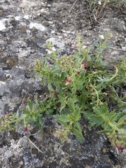 Scrophularia rupestris