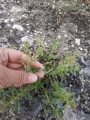 Scrophularia rupestris