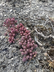 Sedum hispanicum