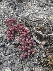 Sedum hispanicum