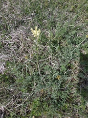 Astragalus glaucus
