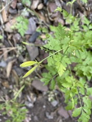 Osmorhiza brachypoda
