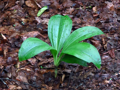 Veratrum parviflorum